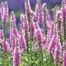 Veronica spicata ´Pink Damask´