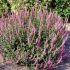 Veronica spicata ´Pink Damask´