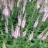 Veronica spicata ´Pink Damask´