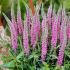 Veronica spicata ´Pink Damask´