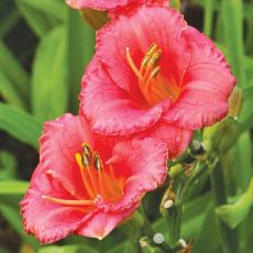 Hemerocallis ´Cosmopolitan´