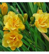 Hemerocallis 'Little Carnation´