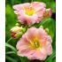 Hemerocallis ´Pink Puff´