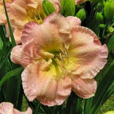 Hemerocallis ´Pink Puff´