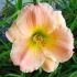 Hemerocallis ´Pink Puff´