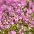 Erica carnea ´Winterfreude´