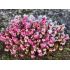 Erica carnea ´Winterfreude´