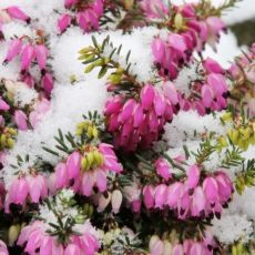 Erica carnea ´Winterfreude´