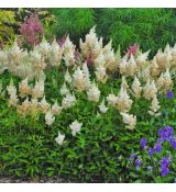 Astilbe x arendsii ´Weisse Gloria´