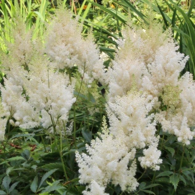 Astilbe x arendsii ´Weisse Gloria´ | eFlora.sk