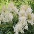 Astilbe x arendsii ´Weisse Gloria´