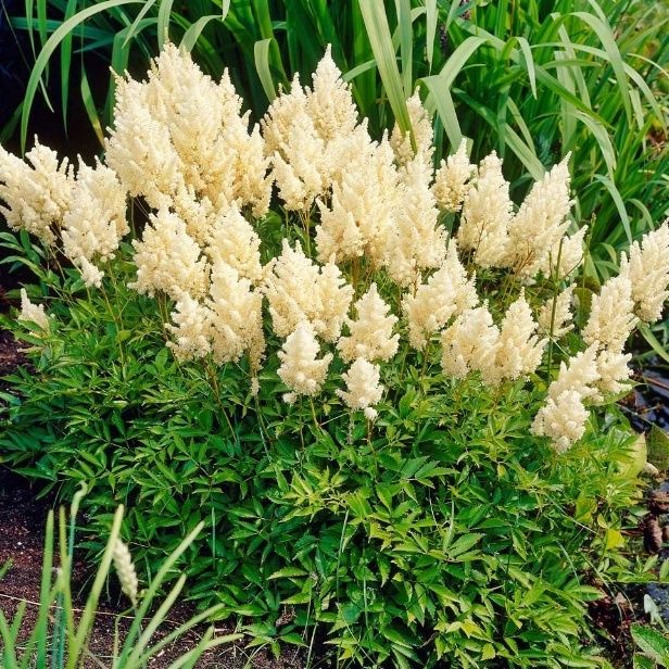 Astilbe x arendsii ´Weisse Gloria´ | eFlora.sk