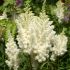 Astilbe x arendsii ´Weisse Gloria´