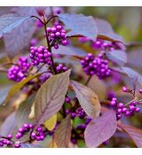 Callicarpa bodinieri ´Profusion´