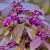 Callicarpa bodinieri ´Profusion´