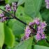 Callicarpa bodinieri ´Profusion´