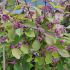 Callicarpa bodinieri ´Profusion´