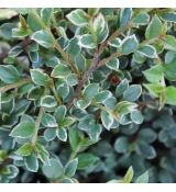 Cotoneaster atropurpureus 'Variegatus'