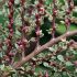 Cotoneaster atropurpureus 'Variegatus'