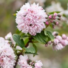 Deutzia hybrida ´Pink Pom Pom´