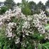 Deutzia hybrida ´Pink Pom Pom´