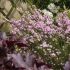 Diosma hirsuta ´Pink Fountain´