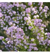 Diosma hirsuta ´Pink Fountain´