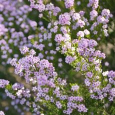 Diosma hirsuta ´Pink Fountain´