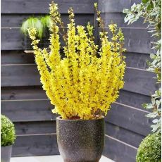 Forsythia x intermedia 'Mikador' ®