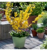 Forsythia x intermedia 'Weber´s Favorite'