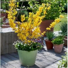 Forsythia x intermedia 'Weber´s Favorite'