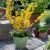 Forsythia x intermedia 'Weber´s Favorite'