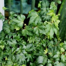 Hedera helix ´Green Ripple´