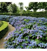 Hydrangea serrata ´Magic Pillow´®