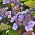 Hydrangea serrata ´Magic Pillow´®