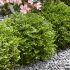 Lonicera nitida ´Green Breeze´®