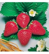 Fragaria ananassa ´Sweet Marathon´