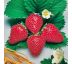 Fragaria ananassa ´Sweet Marathon´ 9x9 / 0,5L