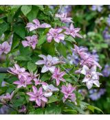 Clematis ´Hagley Hybrid´