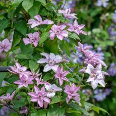 Clematis ´Hagley Hybrid´