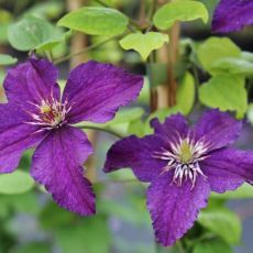 Clematis ´Rasputin´