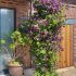 Clematis ´Rasputin´