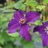 Clematis ´Rasputin´