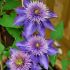 Clematis ´Multi Blue´