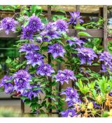 Clematis ´Multi Blue´