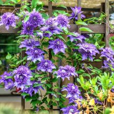 Clematis ´Multi Blue´