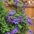 Clematis ´Multi Blue´