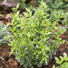 Euonymus japonicus 'Microphyllus Aureovariegatus'