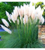 Cortaderia selloana