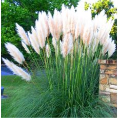 Cortaderia selloana